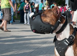 Perro Potencialmente Peligroso