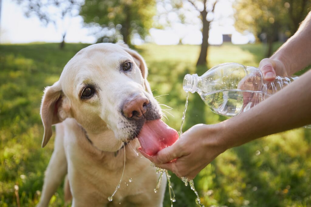 Dog drinking water from bottle